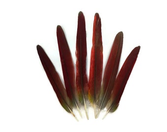 Macaw Feathers, 4 Pieces - Red African Grey Parrot Tail Feathers - Rare- : 4199
