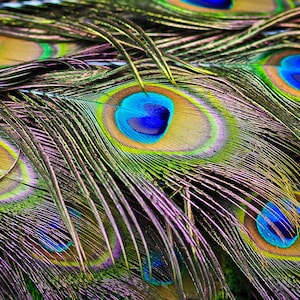  100PCS 10-12 Natural Peacock Eye Feathers Tail