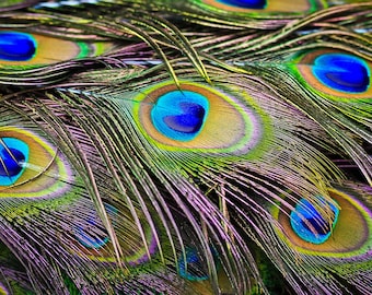 Large Peacock Eye, 10 Pieces - 10-12&quot; Big Eye Natural Iridescent Green Peacock Tail Eye Feathers : 324