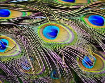 Large Peacock Eye, 10 Pieces - 10-12" Big Eye Natural Iridescent Green Peacock Tail Eye Feathers : 324