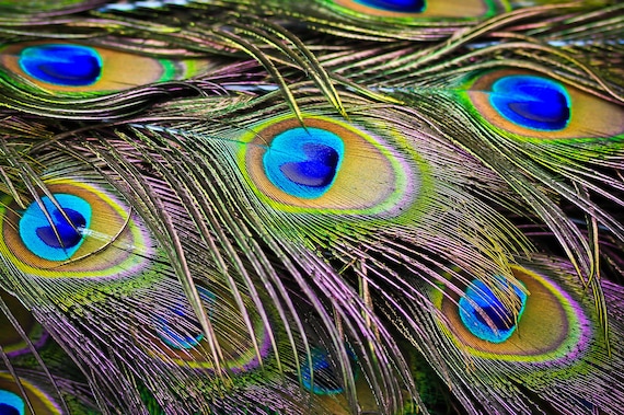 USA Natural Peacock Feathers, 10 Pieces 10-12 Big Eye Natural