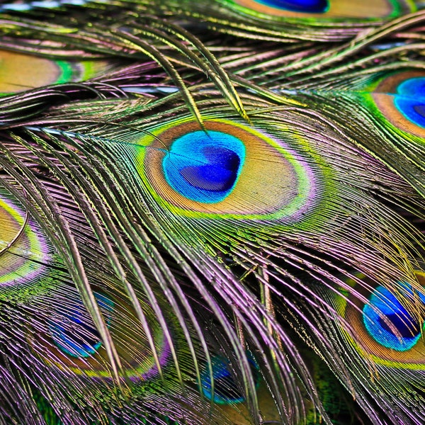 Large Peacock Eye, 10 Pieces - 10-12" Big Eye Natural Iridescent Green Peacock Tail Eye Feathers : 324