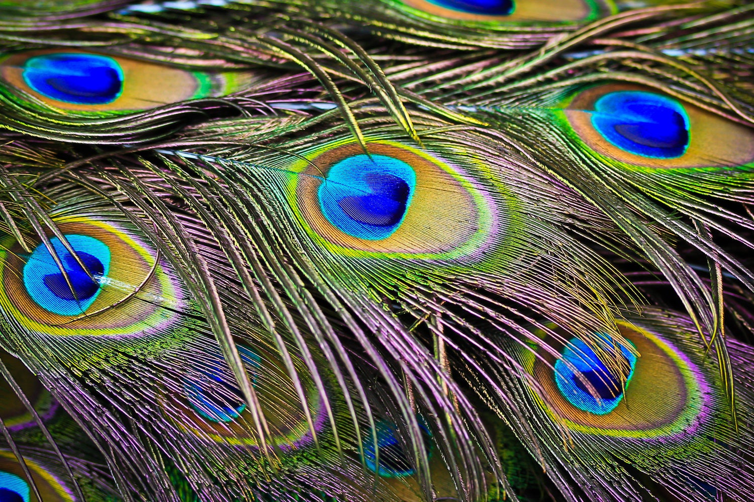 Plumas De Cola De Pavo Real Con Ojos Excelente Estado