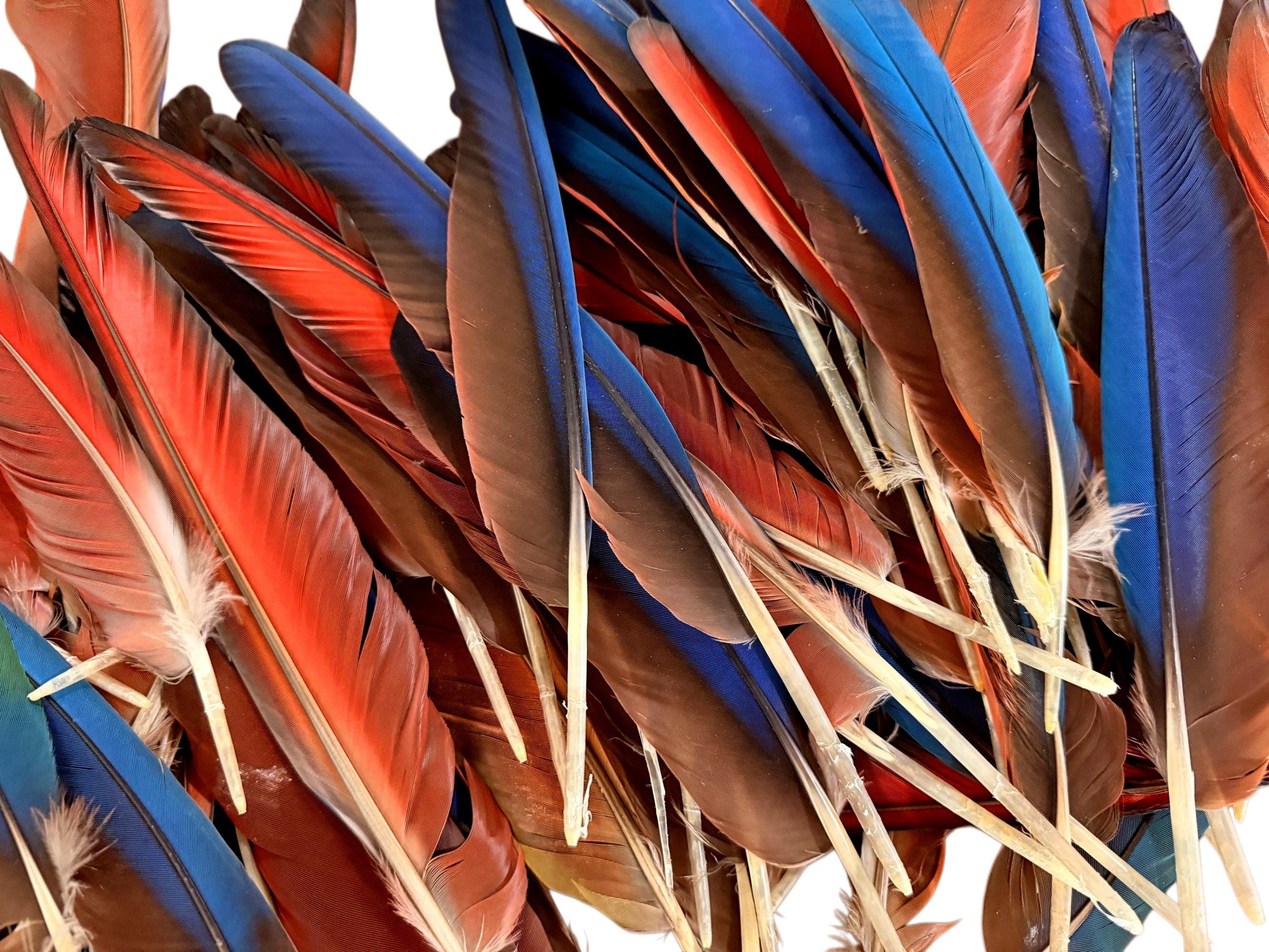 Super Rare Feathers, 4 Pieces - Iridescent Blue & Red  display picture 2