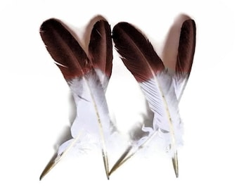 Eagle Feathers, 6 Pieces - Brown Tipped "Imitation Eagle" Turkey Tom Rounds Secondary Wing Quill Feathers : 2150