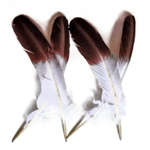 VENDITORE USA, 6 pezzi - Piume di ali secondarie rotonde "imitazione aquila" di tacchino maschio con punta marrone: 2150