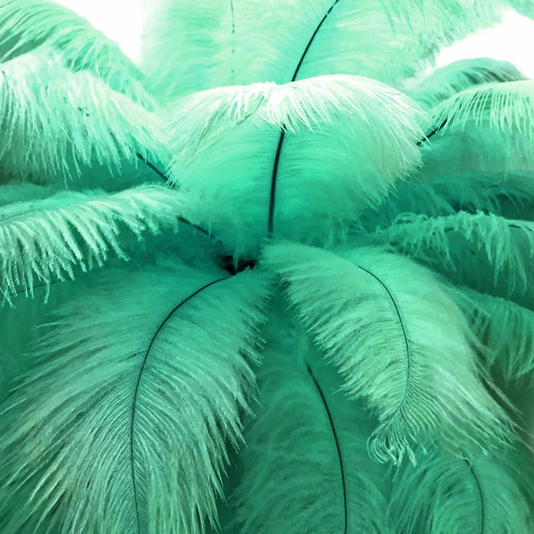 1/2 lb. - 14-17" Aqua Green Ostrich Large Body Drab Wholesale Feathers (Bulk) Wall Centerpiece Supply : 3821