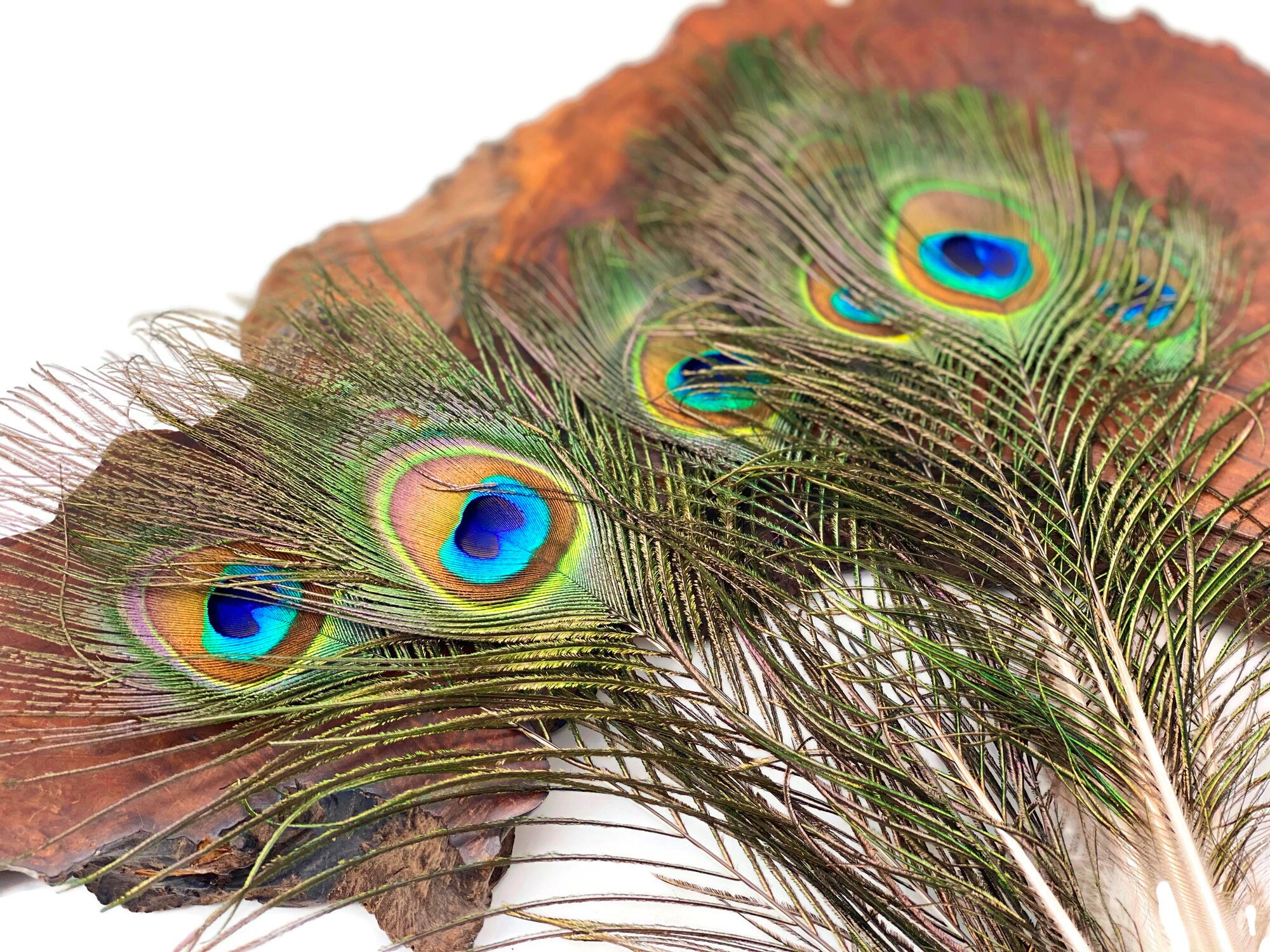 Vendedor de EE. UU., 500 piezas 10-12 Plumas al por mayor de ojos de cola  de pavo real verde iridiscente natural a granel Suministro para disfraces  de boda de Halloween: 3160 -  México