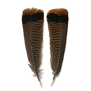 Puede incluir: Dos plumas marrones y negras con un patr&oacute;n de rayas. Las plumas tienen una base marr&oacute;n oscuro con rayas marrones claras y negras. Las puntas son de color marr&oacute;n claro.