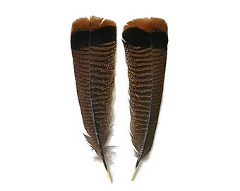 Wild Tail Feathers, 5 Pieces - Natural Merriam Black And Brown Wild Turkey Tail Feathers : 3396