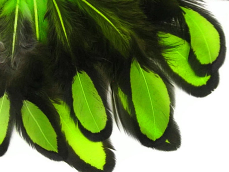 Laced Feathers, 1 Dozen Lime Green Whiting Farms Laced Hen BLW Saddle Feathers Craft Fly Tying Supply : 378 image 7