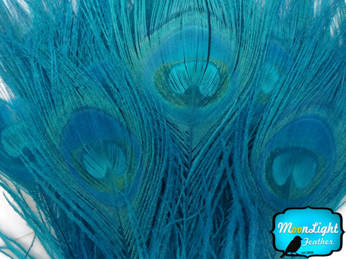Peacock Feathers 50 Pieces TURQUOISE Bleached and Dyed Etsy