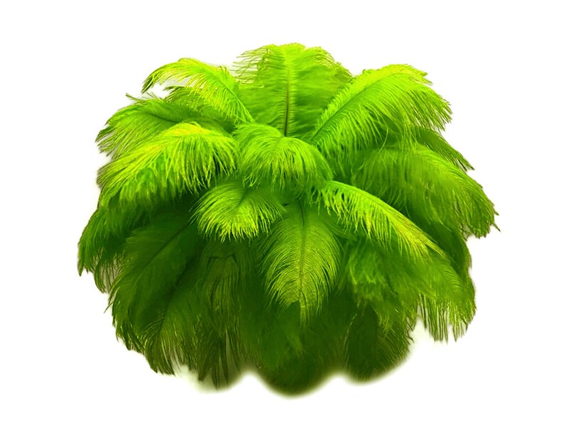 200 Feathers 9-13 Lime Green Ostrich Drab Body Plumage Wholesale Feathers Bulk Carnival Party Centerpiece : 2095-D image 9
