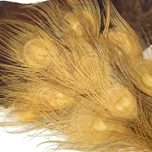 5 Pieces – Dusty Gold Bleached & Dyed Peacock Tail Eye Feathers 10-12” Long Halloween Craft Supply : 4562