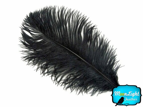 Plumes d’autruche, 1/2 lb - 11-13 Plumes d’autruche, 1/2 lb - 11-13