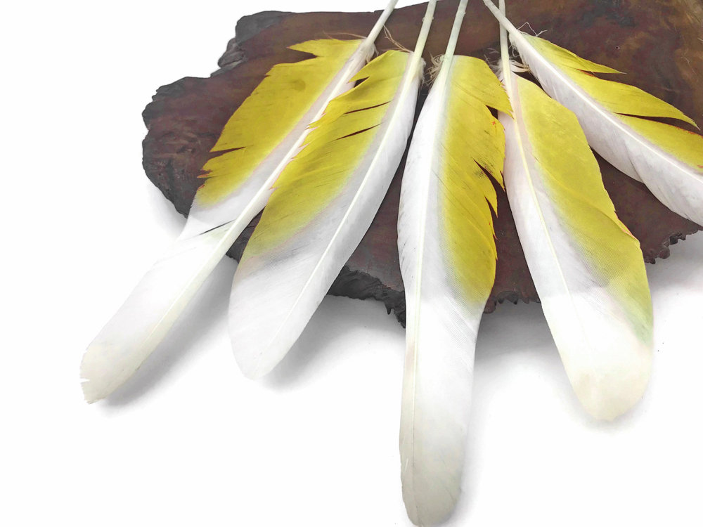 Cockatoo Feathers, 4 Pieces - White and Yellow Sulphur
