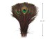 Wholesale Peacock Tails, 50 Peacock Feathers- Natural Peacock Feathers (bulk) - USA Seller : 1313 