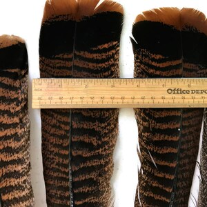 Puede incluir: Primer plano de varias plumas marrones y negras con una regla que muestra las medidas en cent&iacute;metros. Las plumas tienen un patr&oacute;n de rayas y est&aacute;n dispuestas una al lado de la otra. La regla es de Office Depot.