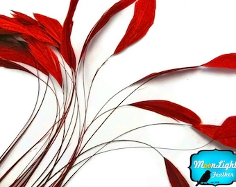 Red Feathers, 1 Dozen - Red Stripped Rooster Coque Tail Feathers : 318