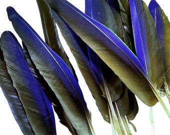 Plumas de guacamayo jacinto azul marino de alas pequeñas, de origen ético, mudadas de forma natural, sin crueldad animal. Suministros para artesanías de sombrerería: 3574
