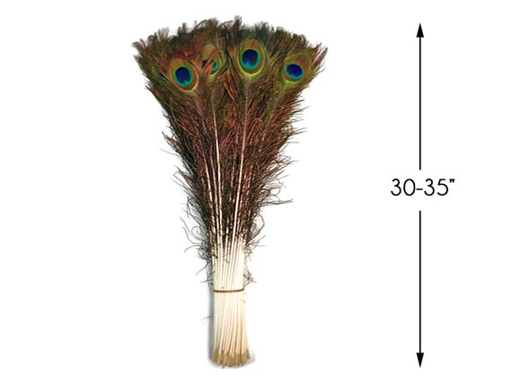 Aazon.co: Aerican Feathers Eyed Peacock Tail Feathers 30-35" Dyed
