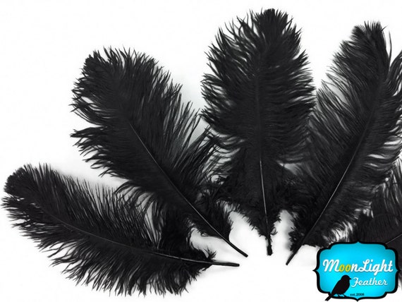 Plumes d’autruche, 1/2 lb - 11-13 Plumes d’autruche, 1/2 lb - 11-13