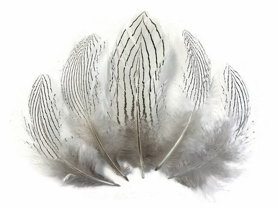 1/8 Lb. Natural Silver Pheasant Body Plumage Wholesale Feathers (Bulk)  Halloween
