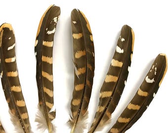 Pheasant Feathers, 5 Pieces - 6-8" NATURAL Reeves Venery Pheasant Wing Feathers : 608