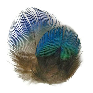 Small Peacock Feathers, 10 Pieces Iridescent Blue Peacock Body Plumage feathers Craft Supply : 2467 image 5