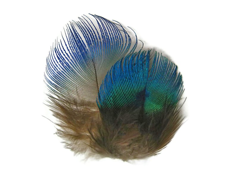 Small Peacock Feathers, 10 Pieces Iridescent Blue Peacock Body Plumage feathers Craft Supply : 2467 image 5