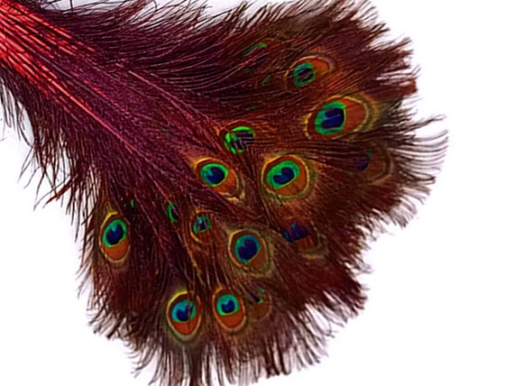  10Pcs/lot Natural Dyed Peacock Feathers for Crafts
