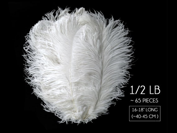 Ostrich Tip Dyed Wing Feathers  Ostrich Plumes for Sale Online