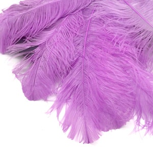 May include: A bunch of soft, light purple ostrich feathers. The feathers are arranged in a fan shape and are very fluffy.