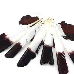 Eagle Feathers, 1/4 lb - Brown Tipped Turkey Pointers &#39;Imitation Eagle&#39; Wing Wholesale Feathers (bulk) Halloween Wedding Cosplay : 3814