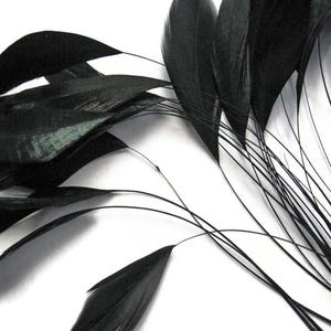 May include: Close-up of several black feathers with long, thin stems. The feathers have a glossy sheen and are arranged against a white background. The image highlights the texture and detail of the feathers, suitable for crafting or decorative purposes.