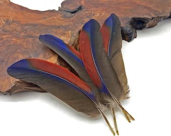 Super Rare Feathers, 1 Pair - Ultra Rare Tricolor Burgundy & Navy Small Wing Feather Ethically Sourced Boho Cruelty Free : 3641-123
