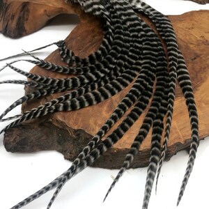Hair Extension Feathers, 6 Pieces - Grey Dun Grizzly Thick Long Rooster Hair Extension Feathers Fly Tying Supplier : 445