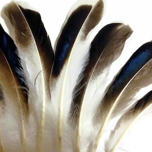 USA Seller, 1 Pack - Iridescent Blue Mix Mallard Duck Wing Feathers 0.15 Oz. Halloween Craft Supply : 3569