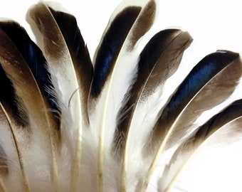 USA Seller, 1 Pack - Iridescent Blue Mix Mallard Duck Wing Feathers 0.15 Oz. Halloween Craft Supply : 3569