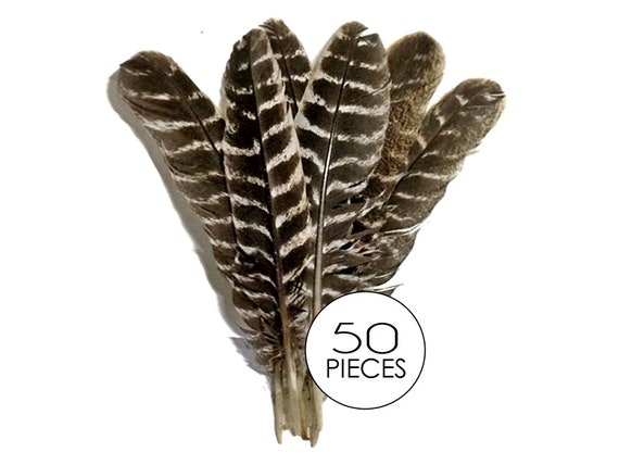 Wild Turkey Feathers, 50 Pieces Natural Barred Wild Merriam Turkey Rounds  Wing Quill Wholesale Feathers bulk : 3624 