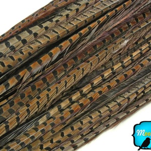 Pheasant Tail Feathers, 50 Pieces 20-26 NATURAL Ringneck Pheasant Tail Wholesale Feathers bulk : 2303 image 1