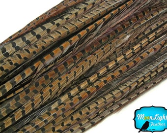 Pheasant Tail Feathers,10 pieces - 16-18" NATURAL LONG Ringneck Pheasant Tail Feathers : 3521