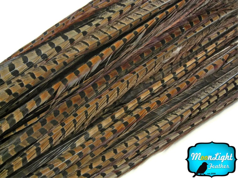 Pheasant Tail Feathers, 50 Pieces 20-26 NATURAL Ringneck Pheasant Tail Wholesale Feathers bulk : 2303 image 1