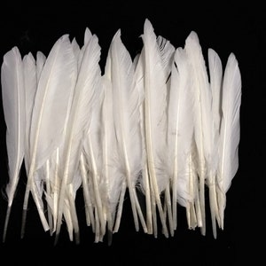Puede incluir: Un manojo de 30 plumas blancas, de aproximadamente 13 a 20 cm de largo. Las plumas están dispuestas en una fila, con las puntas de las plumas apuntando hacia la derecha.