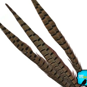 Pheasant Tail Feathers, 50 Pieces 20-26 NATURAL Ringneck Pheasant Tail Wholesale Feathers bulk : 2303 image 4