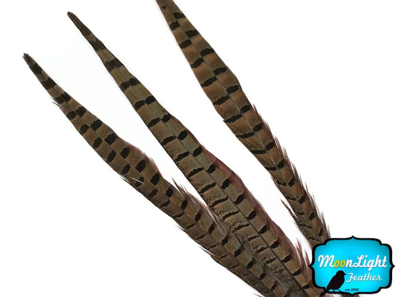 Pheasant Tail Feathers, 50 Pieces 20-26 NATURAL Ringneck Pheasant Tail Wholesale Feathers bulk : 2303 image 4