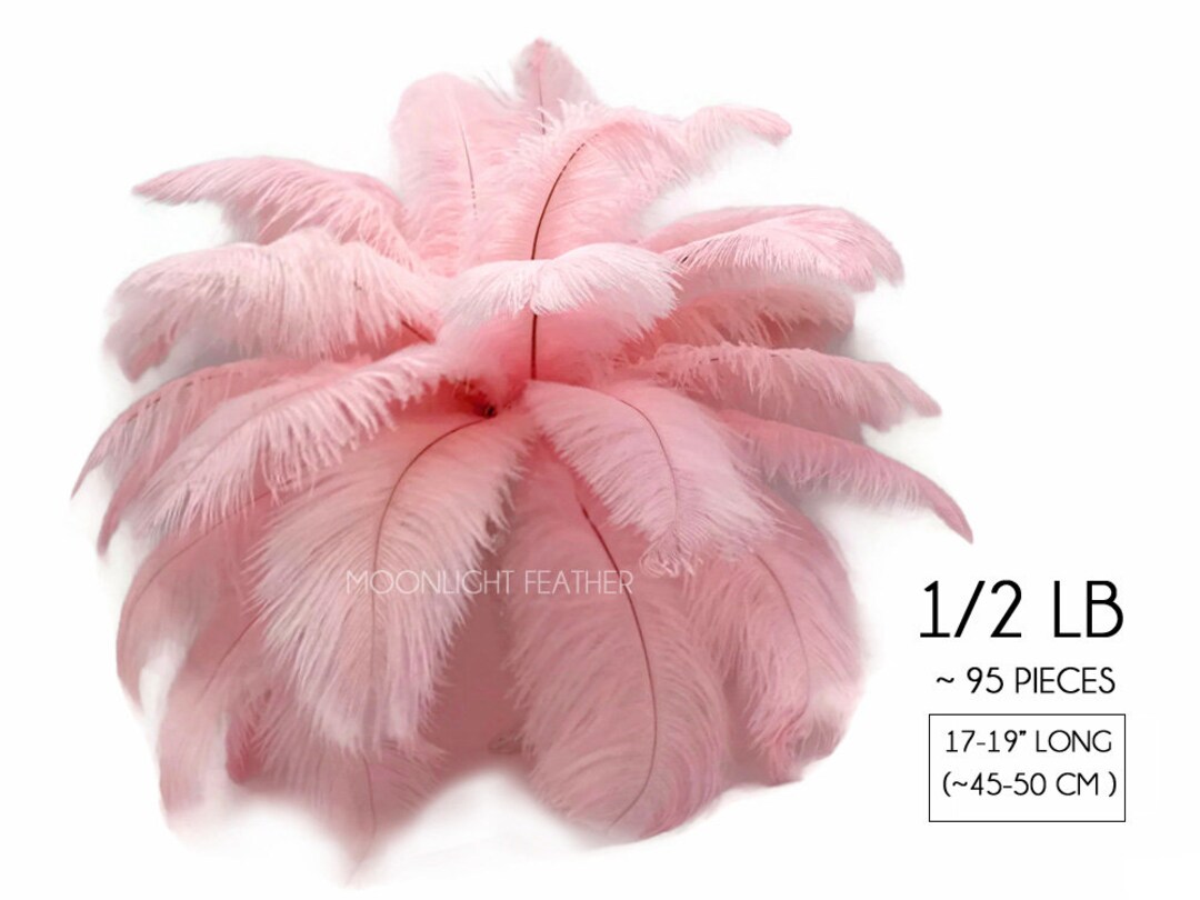 1/2 Lb 17-19 Baby Pink Large Ostrich Drab Plumage - Etsy