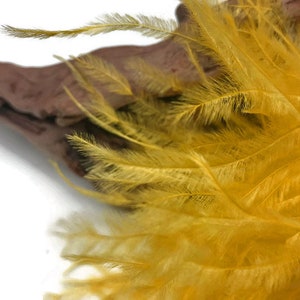 Ostrich Fringe Feathers, 6 Inch Strip Golden Yellow Ostrich Fringe Trim Feather : 3162 image 3