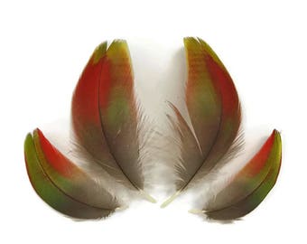 4 Pieces - Green and Red Iridescent Macaw Body Plumage Feathers : 4262