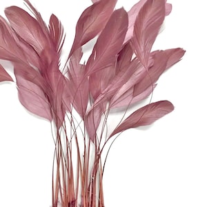 Puede incluir: Un manojo de plumas suaves y rosadas con tallos largos y delgados. Las plumas están dispuestas en forma de abanico, con las puntas de las plumas apuntando hacia arriba.